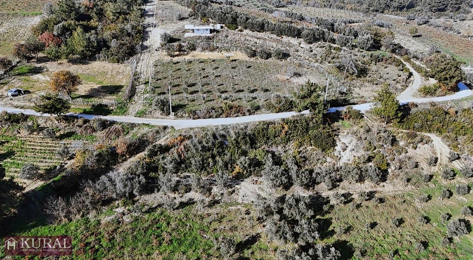 İzmir Menderes Çatalcada Elektrik Sulu Tapudan Satışlı Bahçeler - Görsel 5