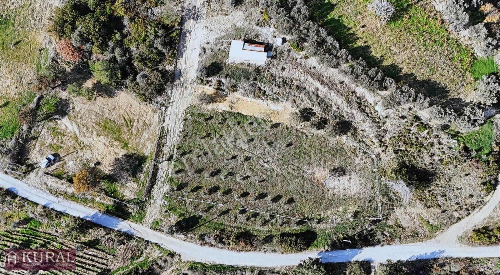 İzmir Menderes Çatalcada Elektrik Sulu Tapudan Satışlı Bahçeler - Görsel 9