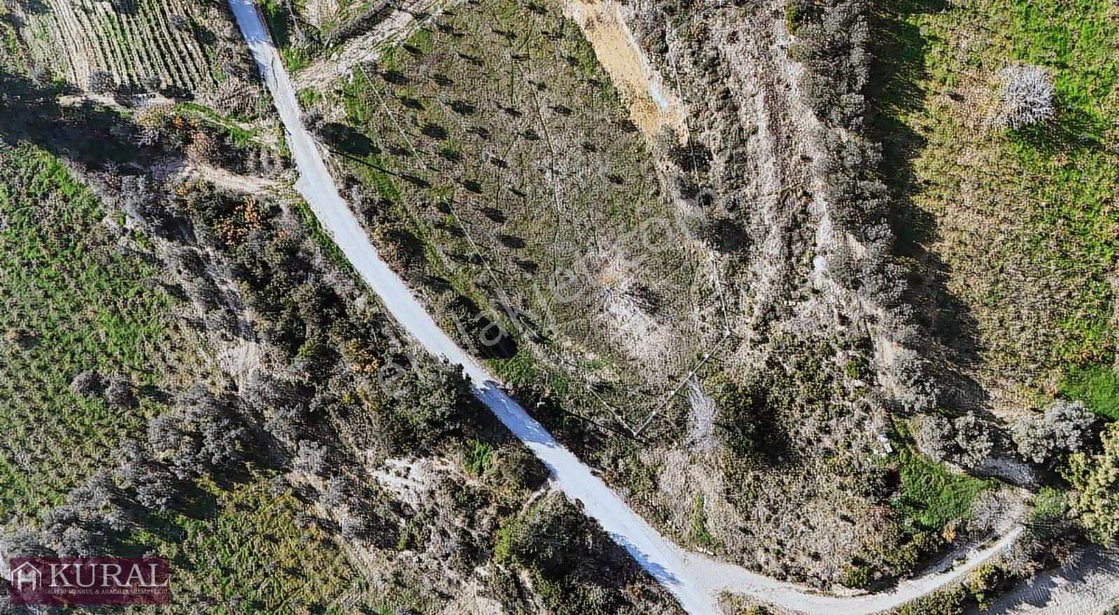 İzmir Menderes Çatalcada Elektrik Sulu Tapudan Satışlı Bahçeler - Görsel 6