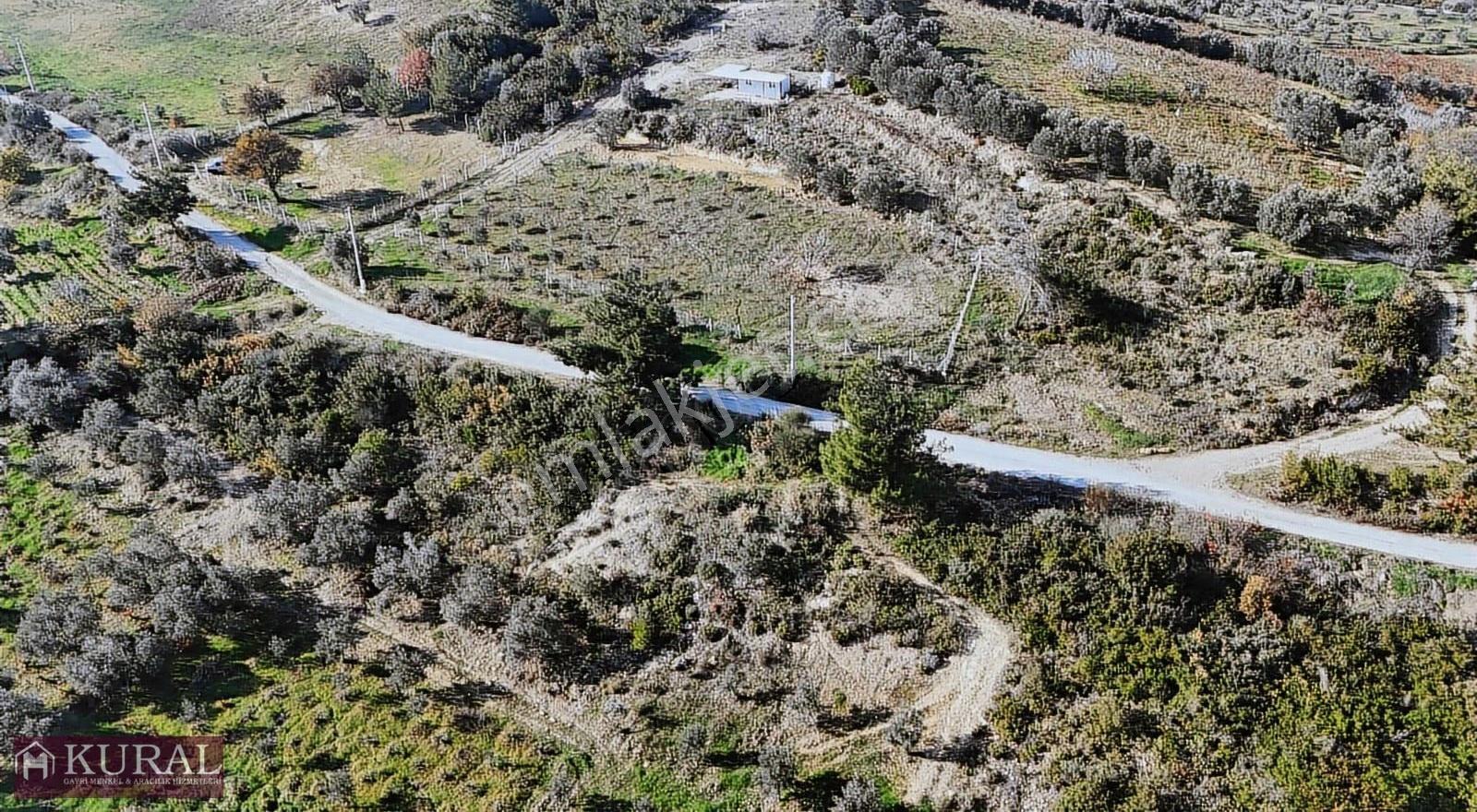 İzmir Menderes Çatalcada Elektrik Sulu Tapudan Satışlı Bahçeler - Görsel 11