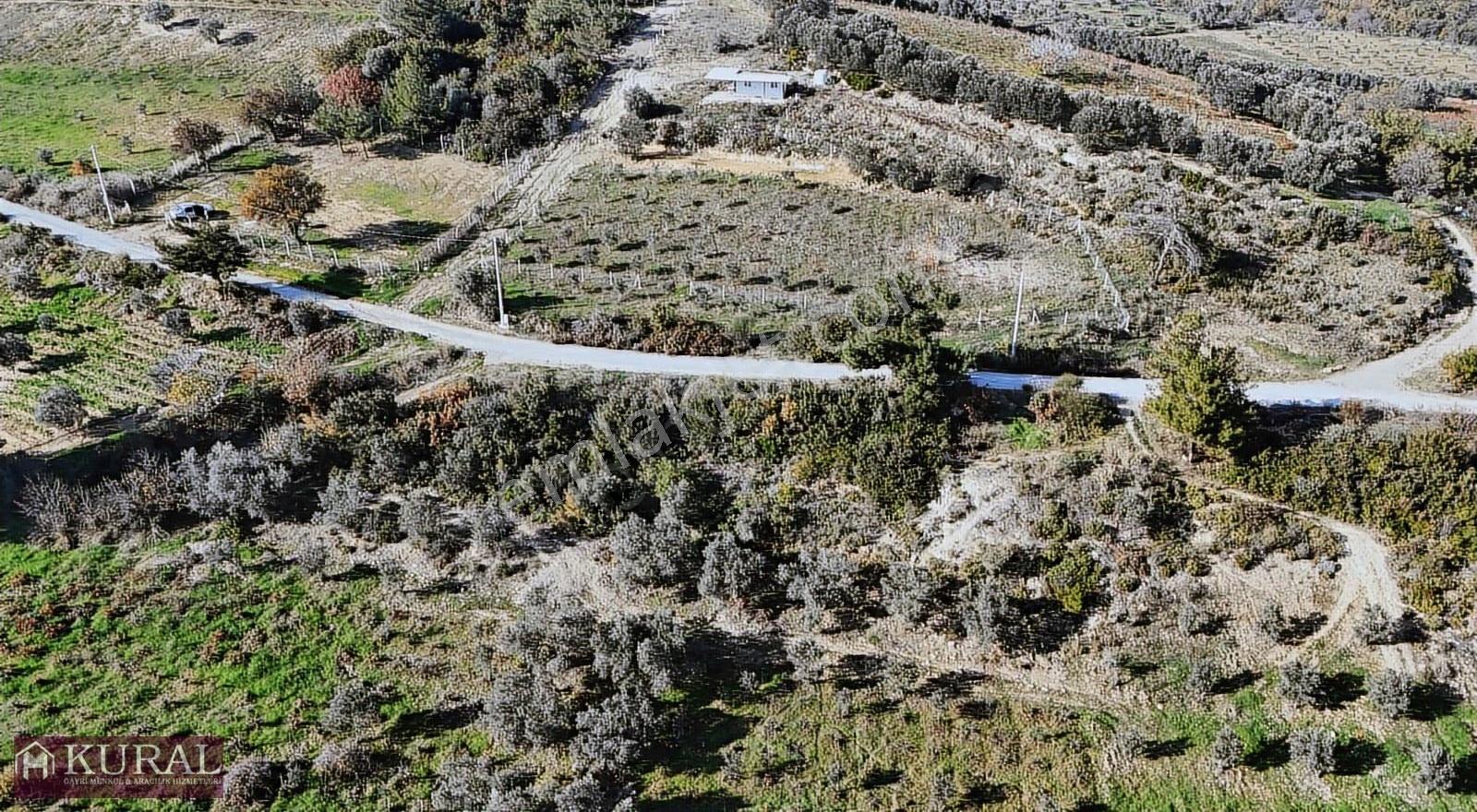 İzmir Menderes Çatalcada Elektrik Sulu Tapudan Satışlı Bahçeler - Görsel 18