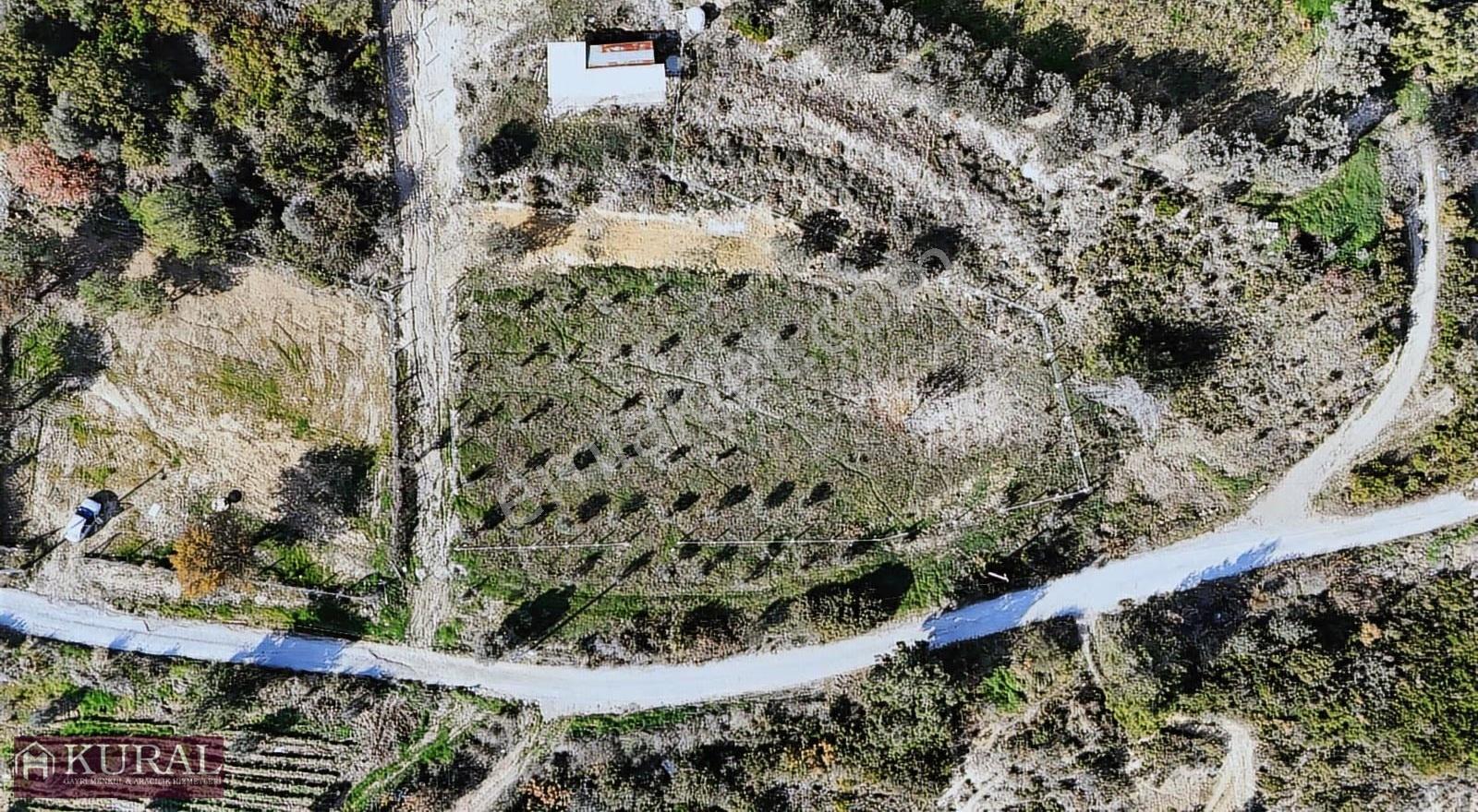 İzmir Menderes Çatalcada Elektrik Sulu Tapudan Satışlı Bahçeler - Görsel 27