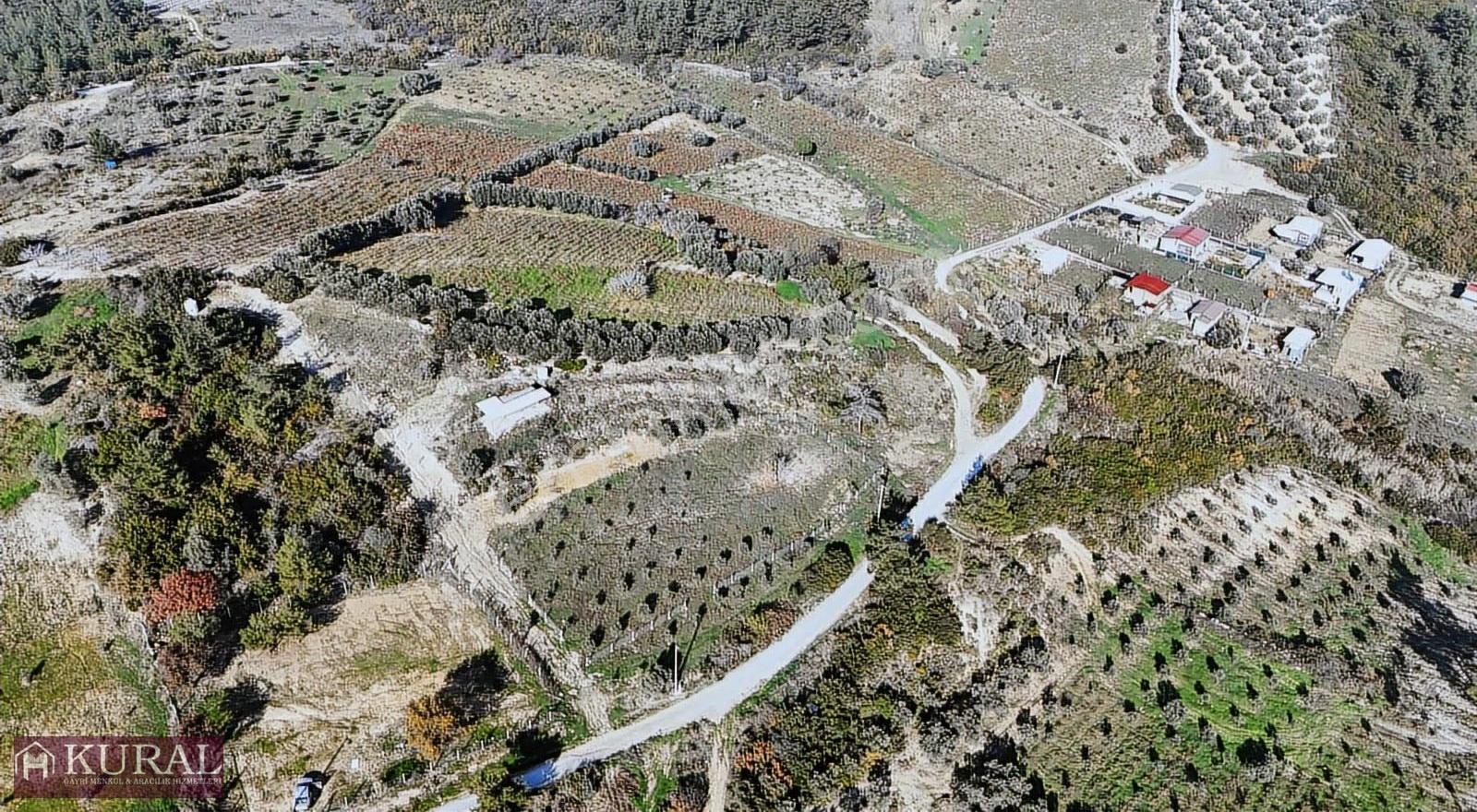 İzmir Menderes Çatalcada Elektrik Sulu Tapudan Satışlı Bahçeler - Görsel 4