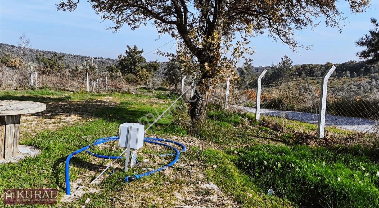 İzmir Menderes Çatalcada Elektrik Sulu Tapudan Satışlı Bahçeler - Görsel 28