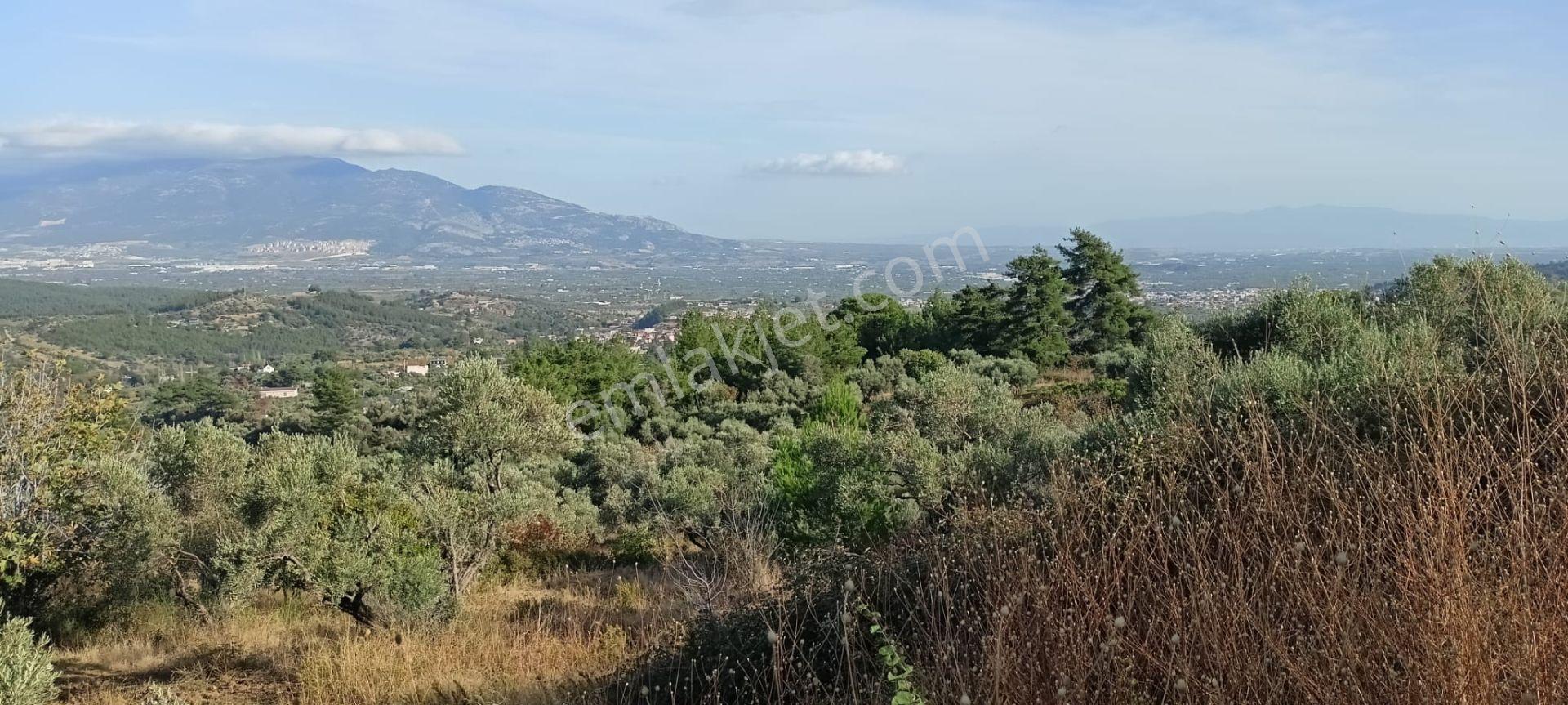 Fırsat Fiyat-7155 M2 Zeytinlik - Görsel 24