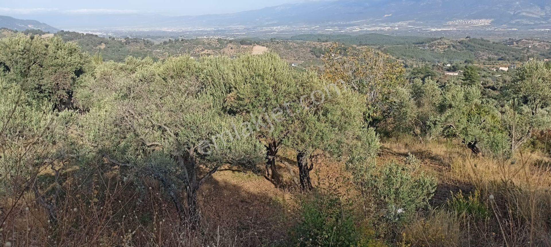 Fırsat Fiyat-7155 M2 Zeytinlik - Görsel 19