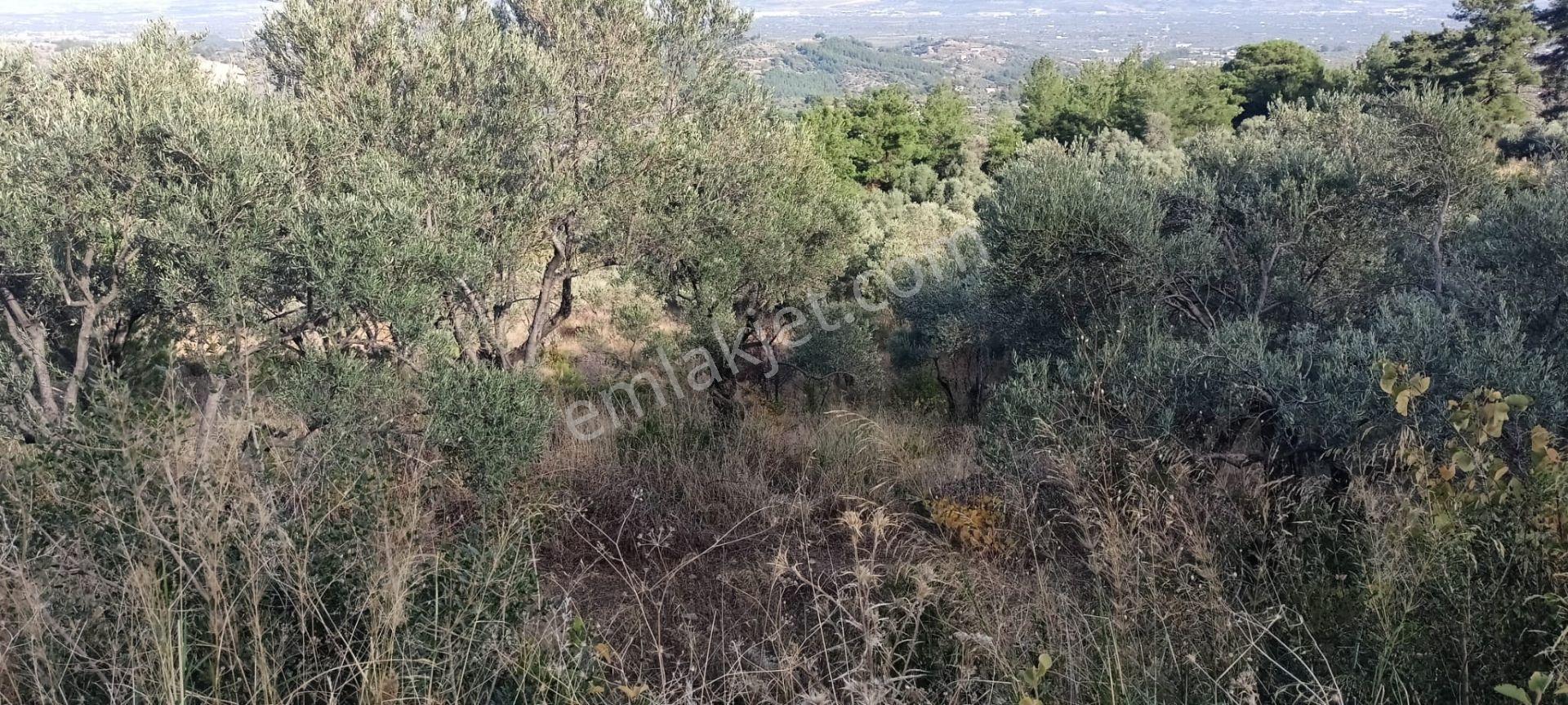 Fırsat Fiyat-7155 M2 Zeytinlik - Görsel 16