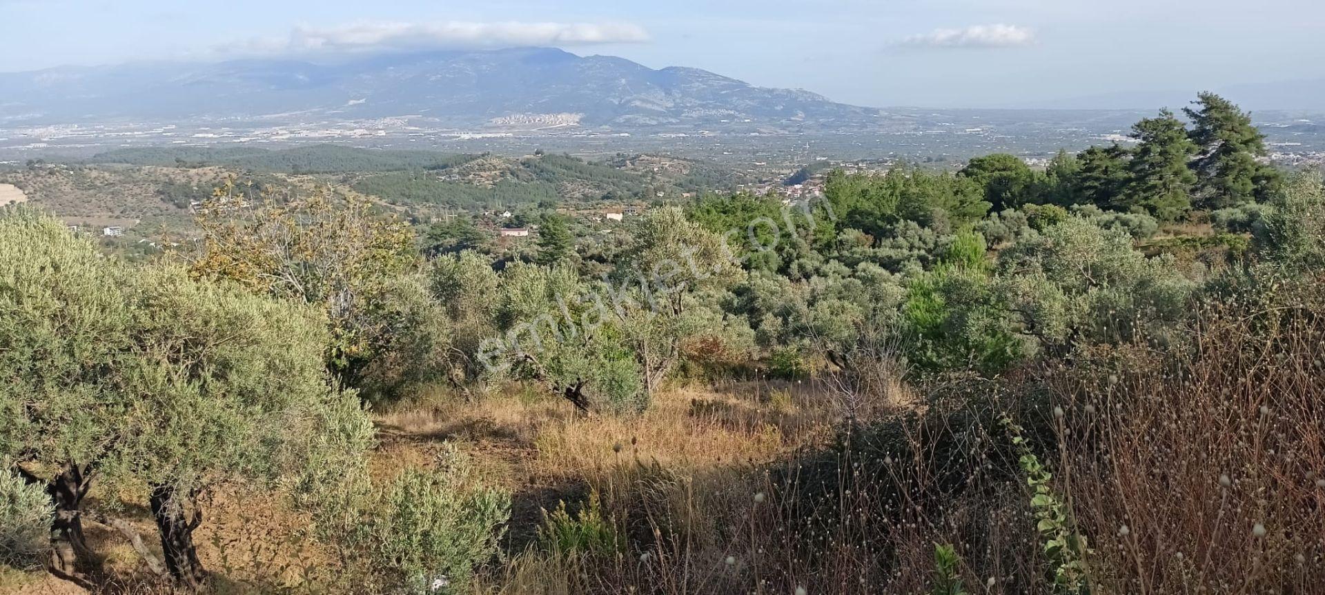 Fırsat Fiyat-7155 M2 Zeytinlik - Görsel 20