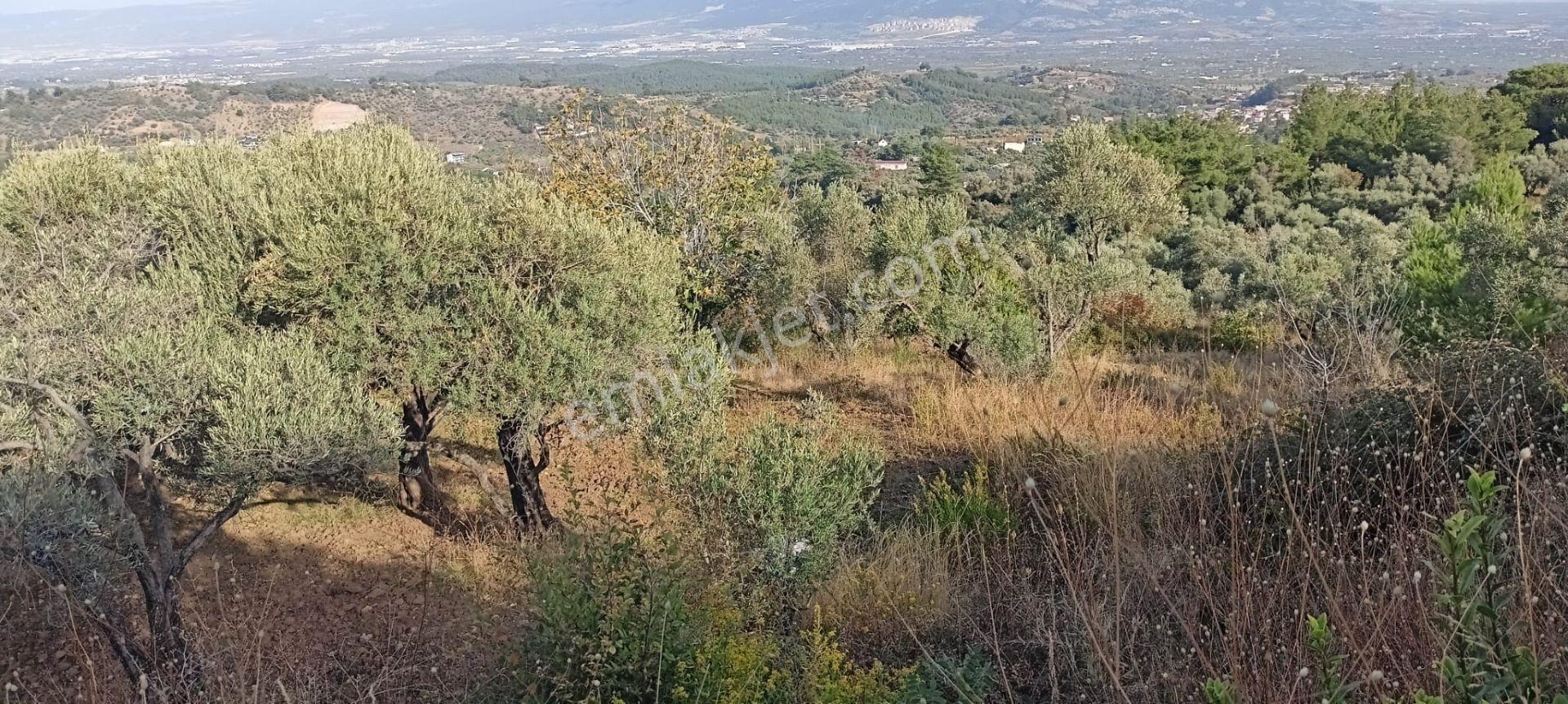 Fırsat Fiyat-7155 M2 Zeytinlik - Görsel 15