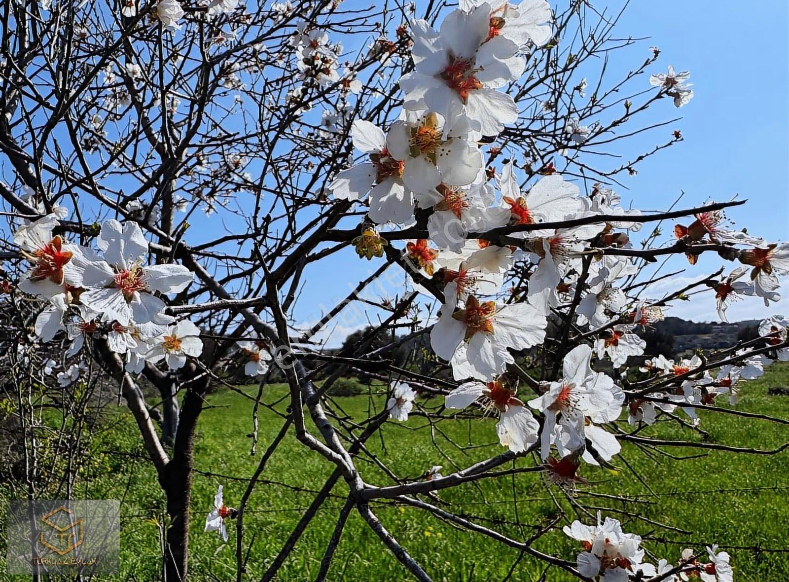 Yenifoça Kozbeyli De Satılık 3750 M² Tek Tapu Tarla - Görsel 3