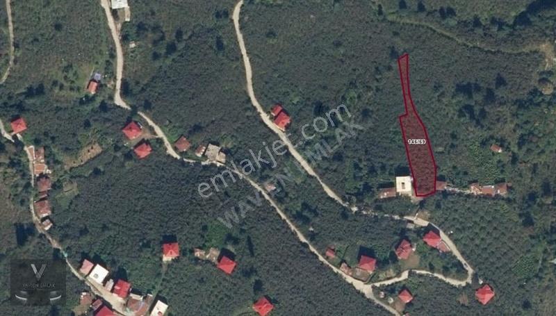 Vavien Emlak'tan Bahçeli Köyü İçerisinde Satılık Fındık Bahçesi