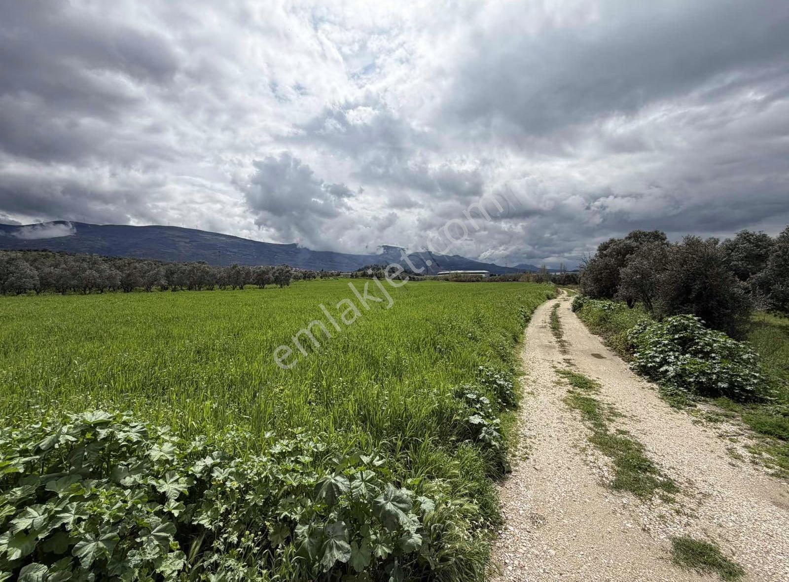 Pek Emlaktan Tirenin Dibinde 15560 M2 Satılık Tarla - Görsel 16