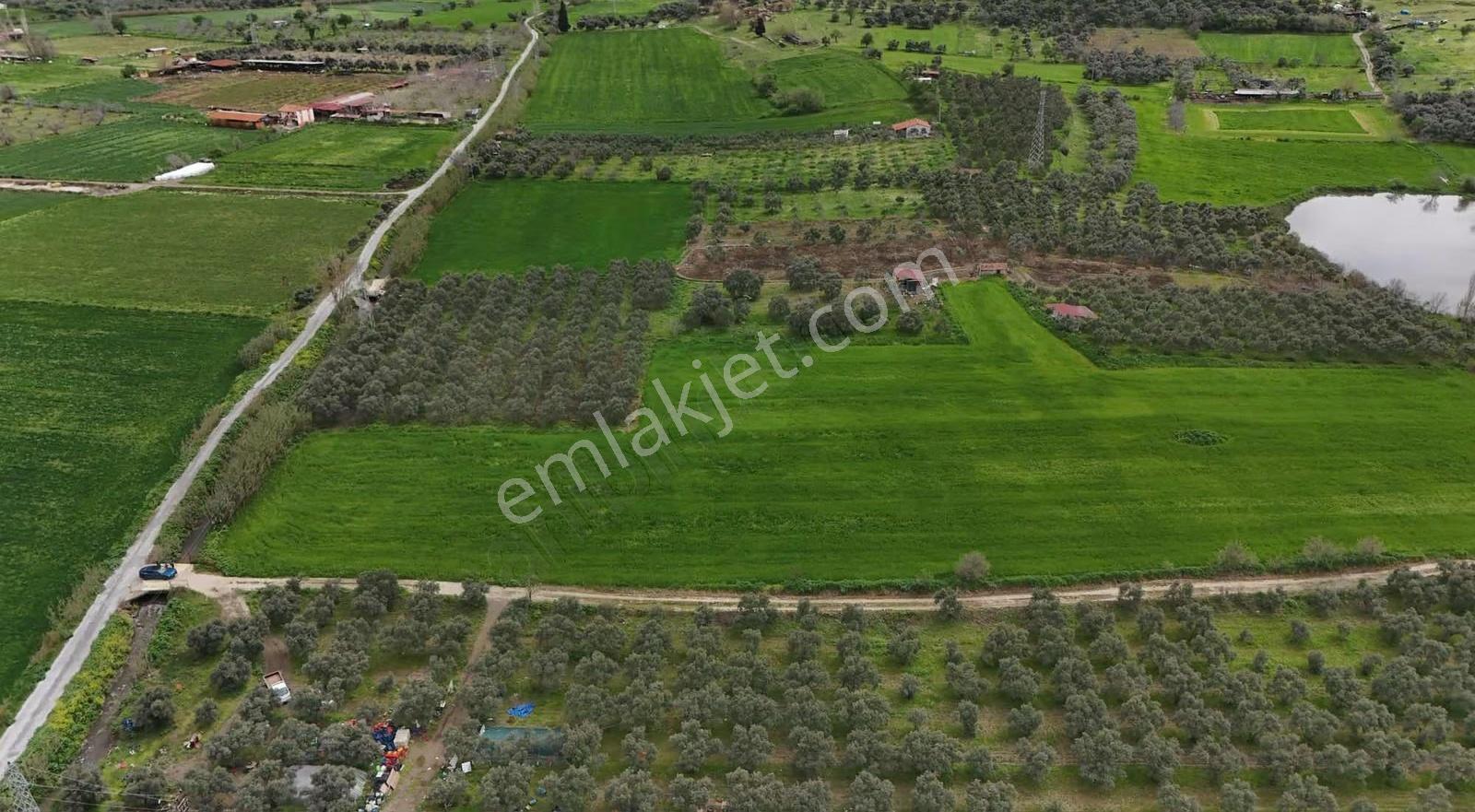 Pek Emlaktan Tirenin Dibinde 15560 M2 Satılık Tarla - Görsel 8