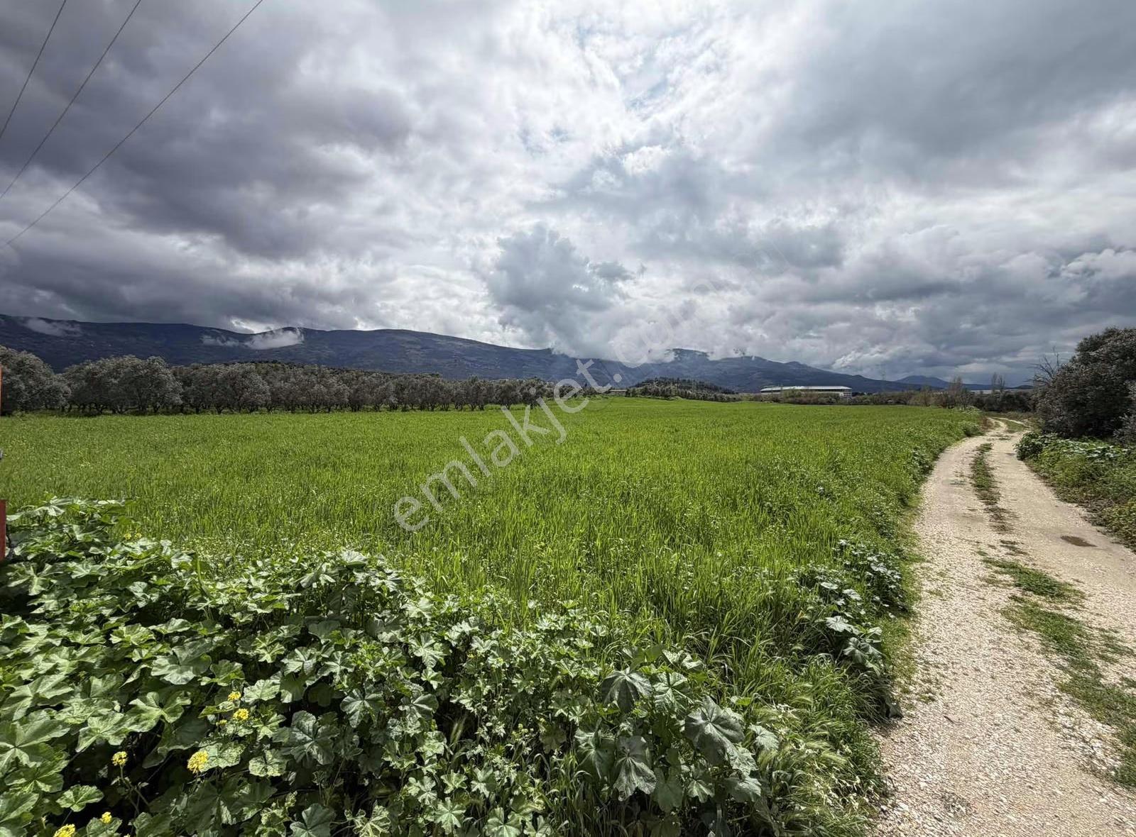 Pek Emlaktan Tirenin Dibinde 15560 M2 Satılık Tarla
