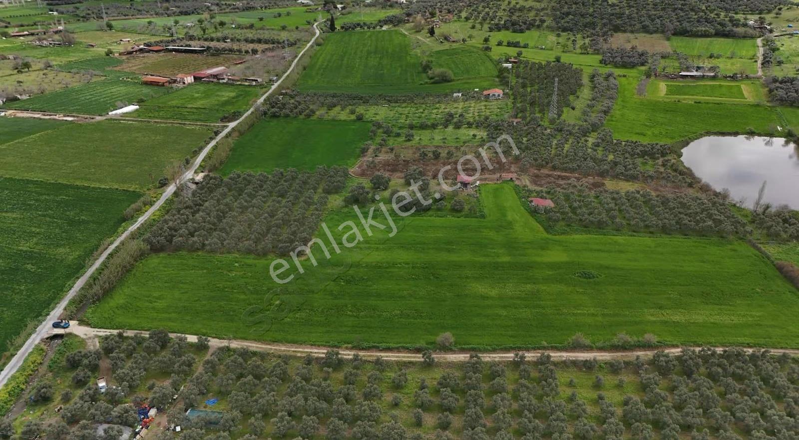 Pek Emlaktan Tirenin Dibinde 15560 M2 Satılık Tarla - Görsel 4