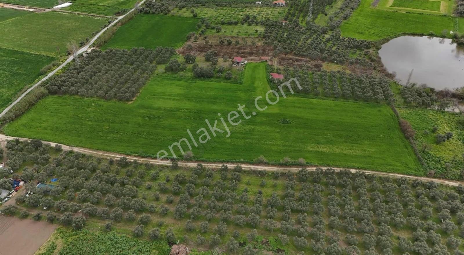 Pek Emlaktan Tirenin Dibinde 15560 M2 Satılık Tarla - Görsel 6