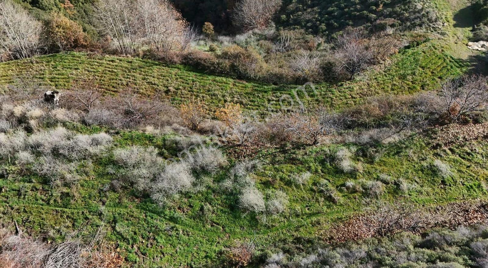 Pek Emlaktan Osmancık Ta Kupon 3730 M2 Bahçe - Görsel 2