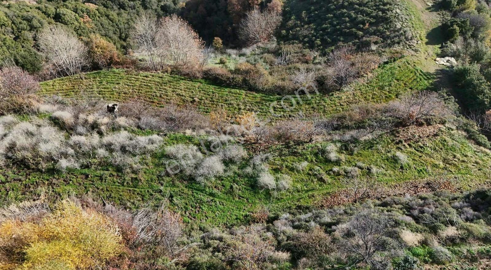 Pek Emlaktan Osmancık Ta Kupon 3730 M2 Bahçe - Görsel 3