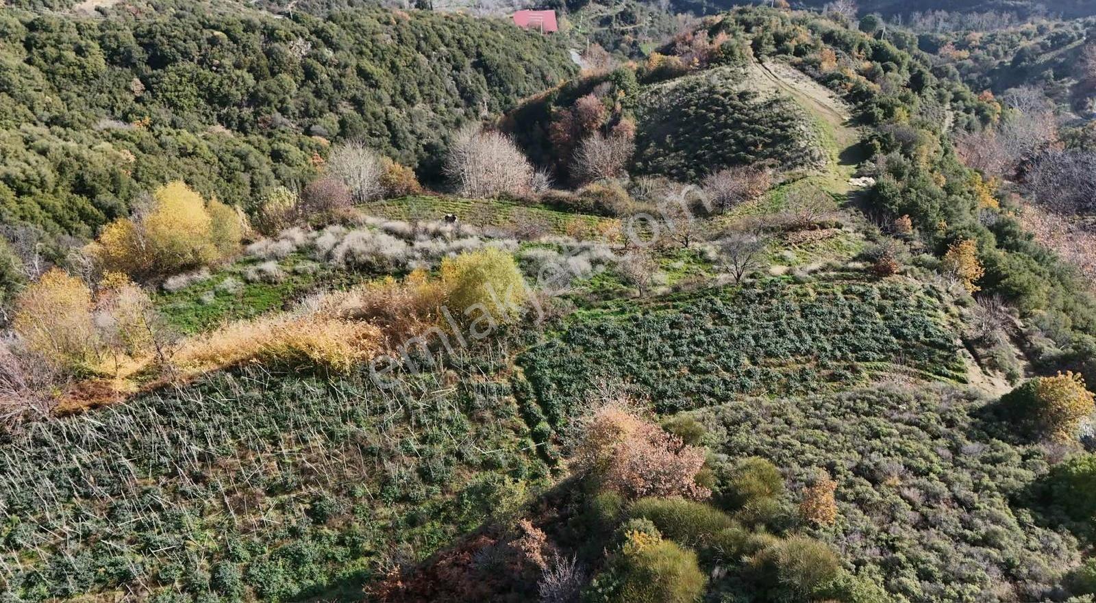 Pek Emlaktan Osmancık Ta Kupon 3730 M2 Bahçe - Görsel 7