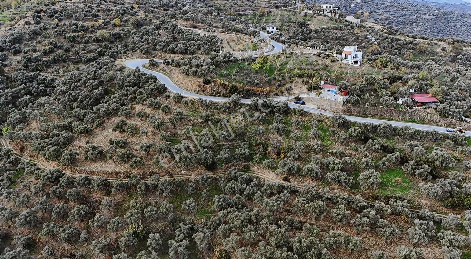 Pek Emlaktan Top Tepede 5060 M2 Satılık Asfat Cepheli Zeytinlik - Görsel 21