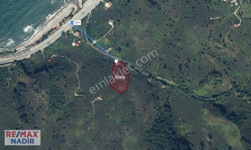 Remax'ten Keşapta Yatırımlık 7.063 M² Verimli Fındık Bahçesi
