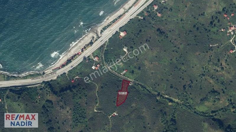 Remax'ten Keşap'ta 3826m² Satılık Verimli Fındık Bahçesi