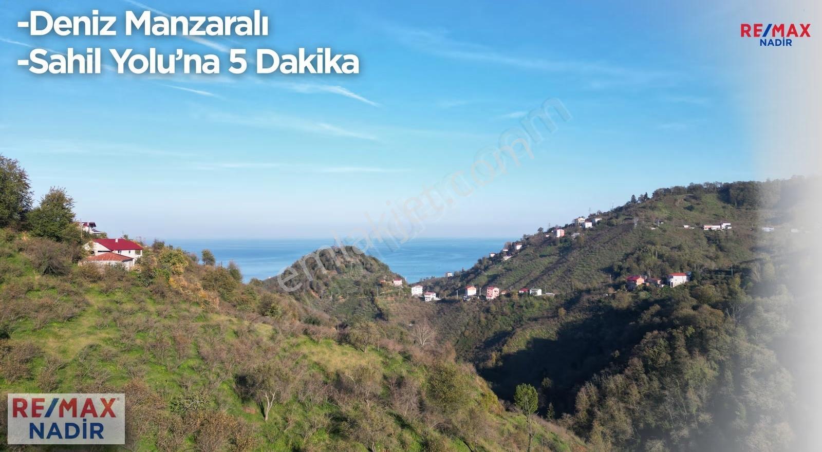 Gıresun Bulancak Yalıköyde 8594 M2 Dönüm Verımlı Fındık Bahçesı - Görsel 3