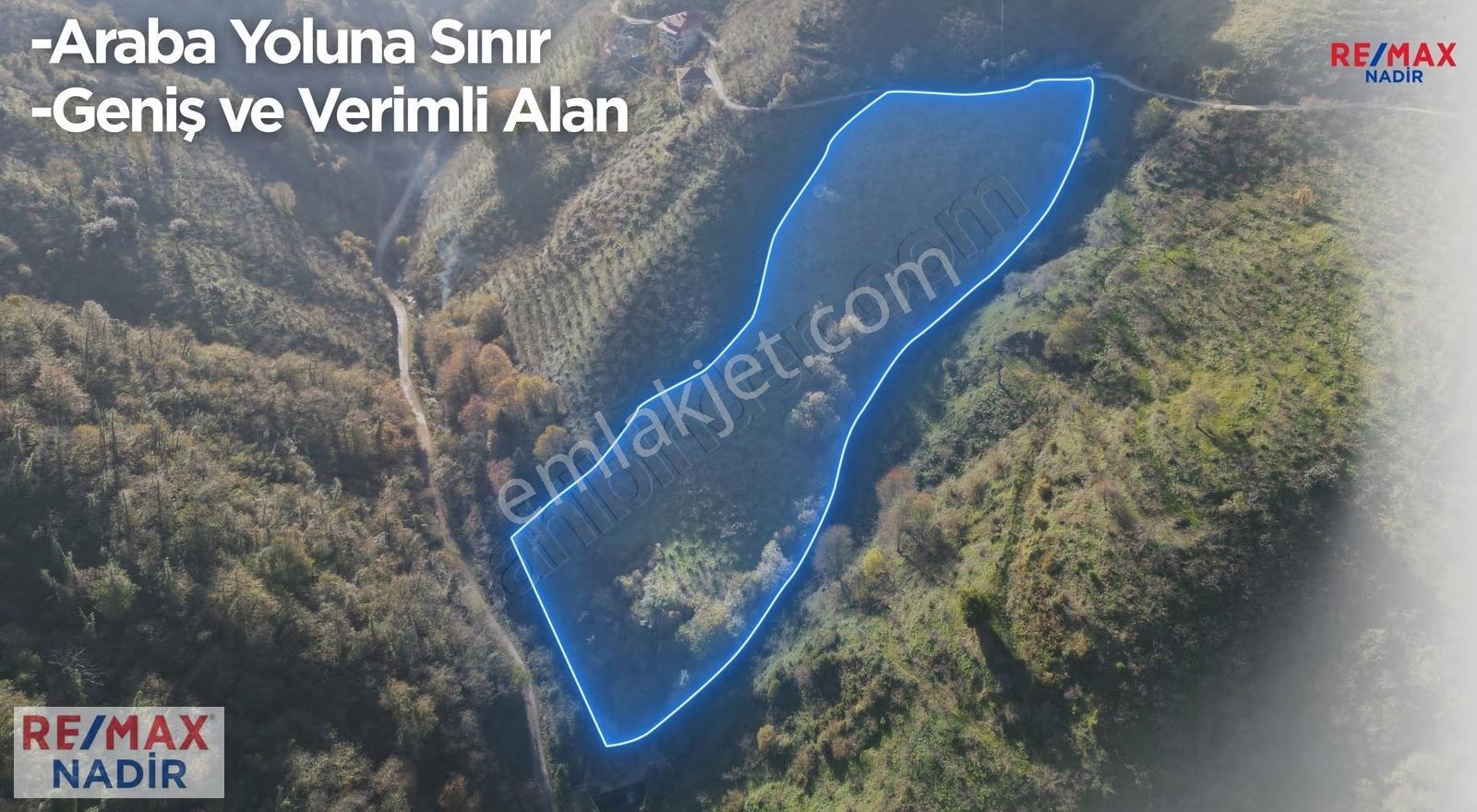 Gıresun Bulancak Yalıköyde 8594 M2 Dönüm Verımlı Fındık Bahçesı - Görsel 4