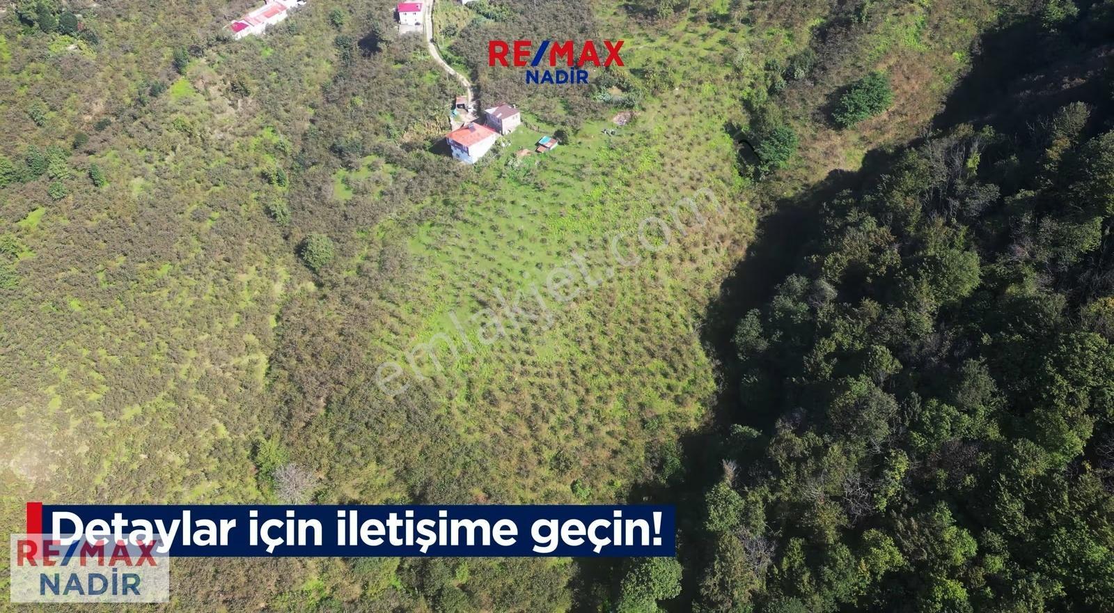 Re/max Nadir 'den Keşap Yolağzı Satılık 11.900 M² Fındık Bahçesi - Görsel 3