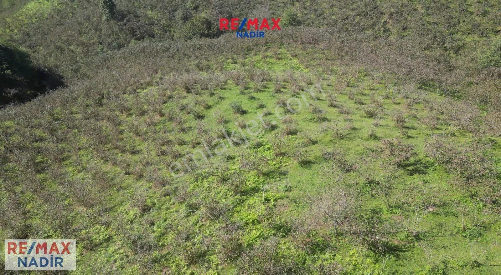 Re/max Nadir 'den Keşap Yolağzı Satılık 11.900 M² Fındık Bahçesi - Görsel 10