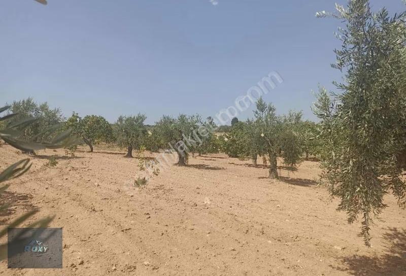 Roxy Group'tan Zeytinlide Satılık 3000 M2 Satılık Fırsat Arazi!! - Görsel 8