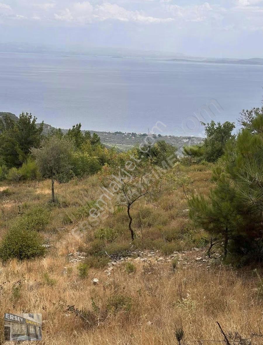 Ersev'den Çanakkale Ayvacık Ahmetçe Mevki Satılık Zeytinlik - Görsel 2