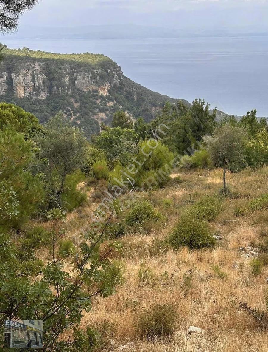 Ersev'den Çanakkale Ayvacık Ahmetçe Mevki Satılık Zeytinlik