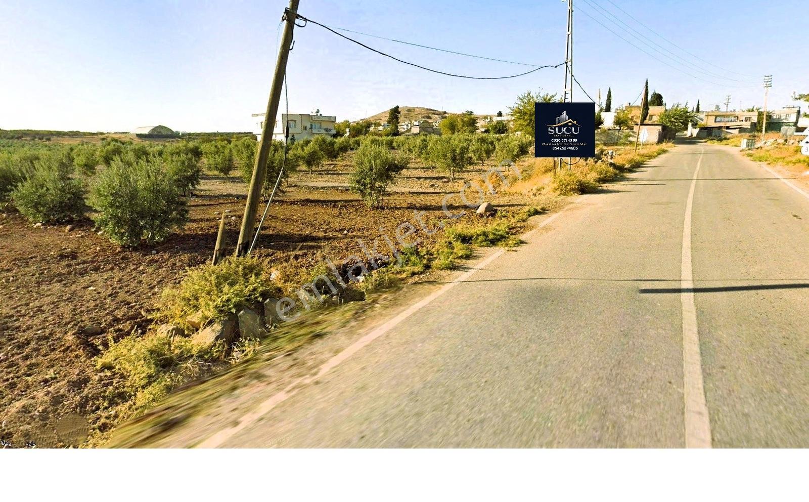 Kilis Merkez Oylumda Satılık Tarla Nitelikli Ceviz Ve Zeytinlik