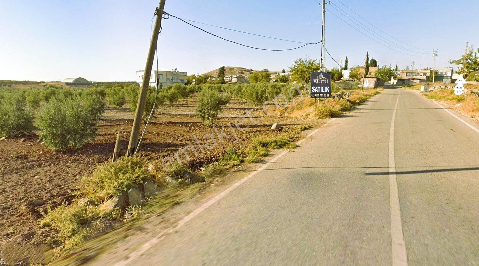 Kilis Merkez Oylumda Satılık Tarla Nitelikli Ceviz Ve Zeytinlik - Görsel 3
