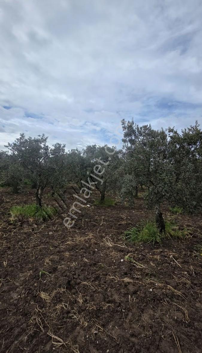 Yorulmaz Gayrimenkulden Akhisara 3km Satılık Zeytinlik - Görsel 7