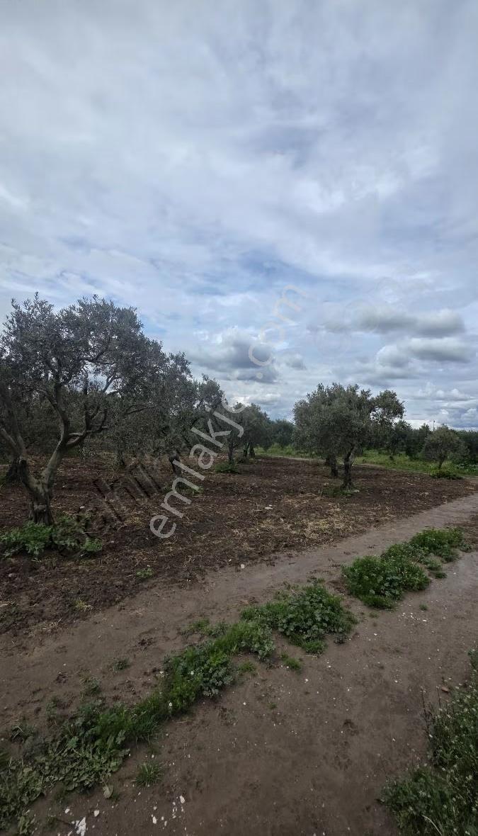 Yorulmaz Gayrimenkulden Akhisara 3km Satılık Zeytinlik - Görsel 3