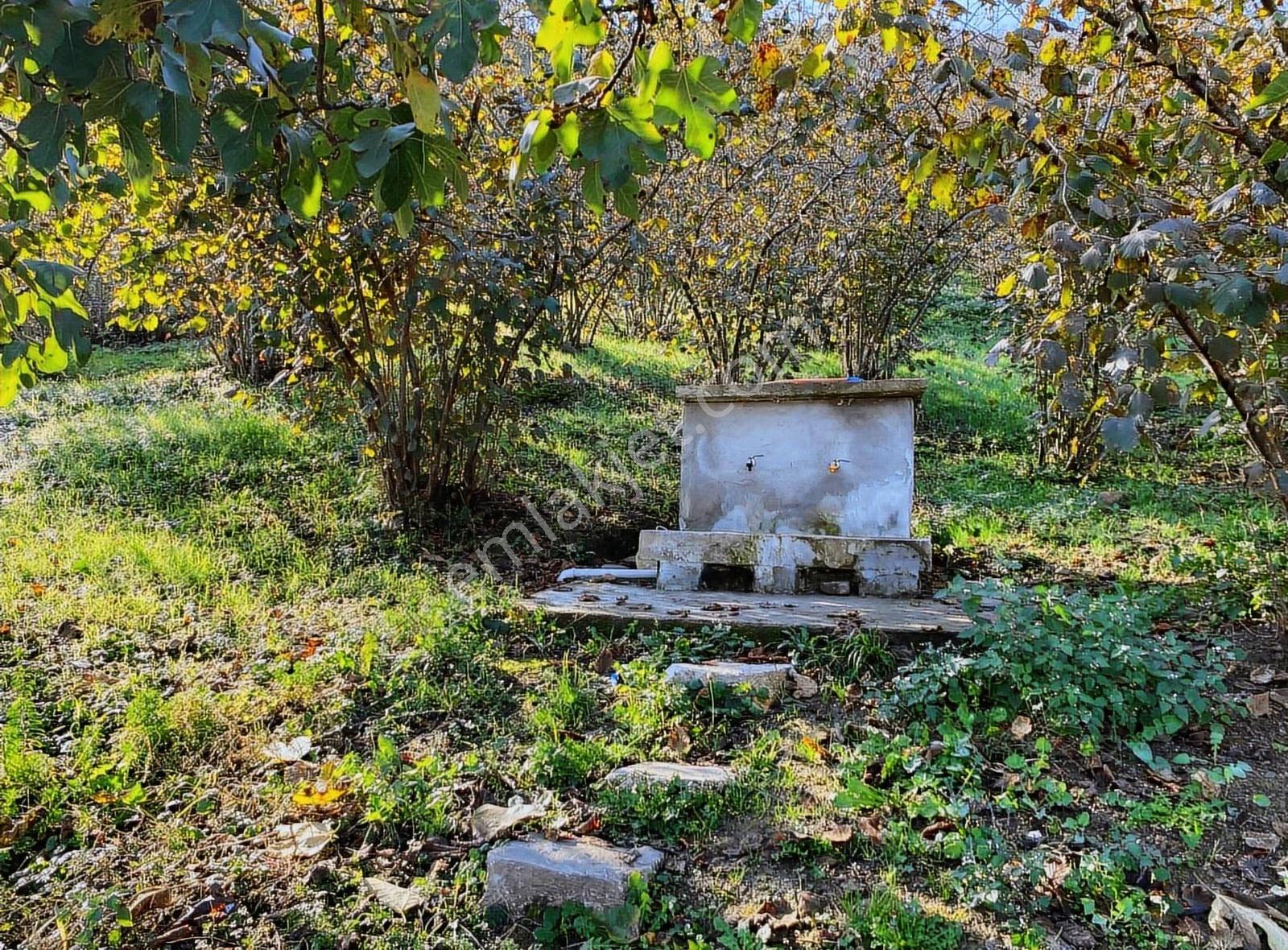 Akçakocada Asfalt Yola Cephe 3.728m2 Ev Yapımına Uygun Fındıklık - Görsel 5