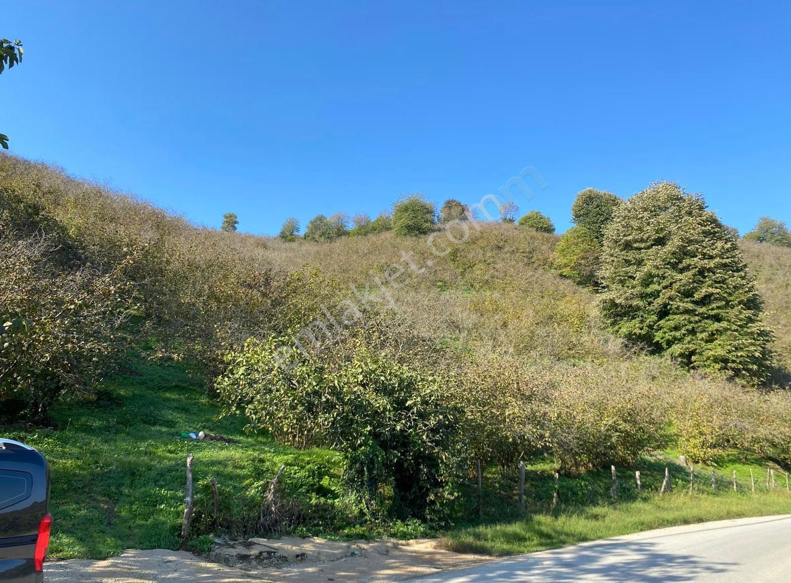 Akçakocada Asfalt Yola Cephe 3.728m2 Ev Yapımına Uygun Fındıklık - Görsel 7