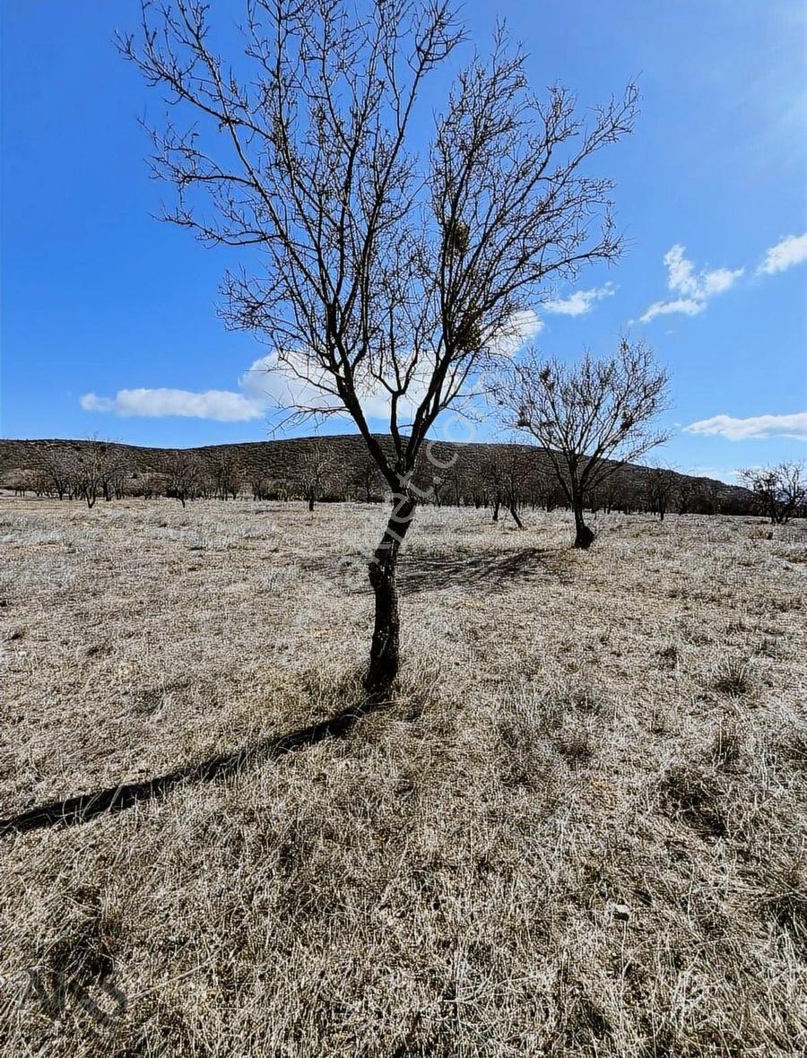 Senir'de 3.000m2 Tek Tapu Göl Manzaralı Badem Bahçesi - Görsel 2