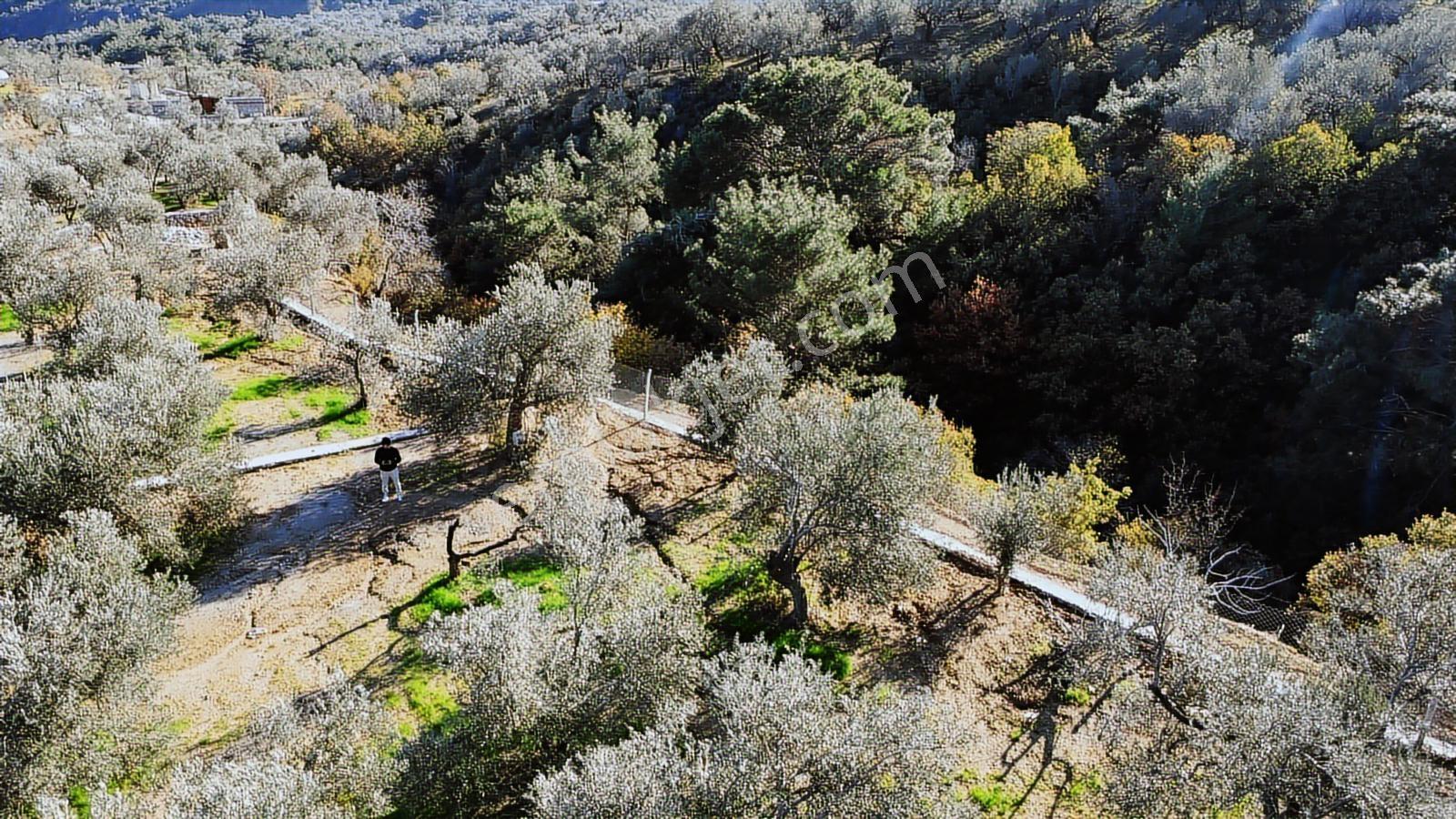 Kavuşturan Emlak'tan Güre Çamlıbel 'de Satılık 1098 M² Zeytinlik - Görsel 2