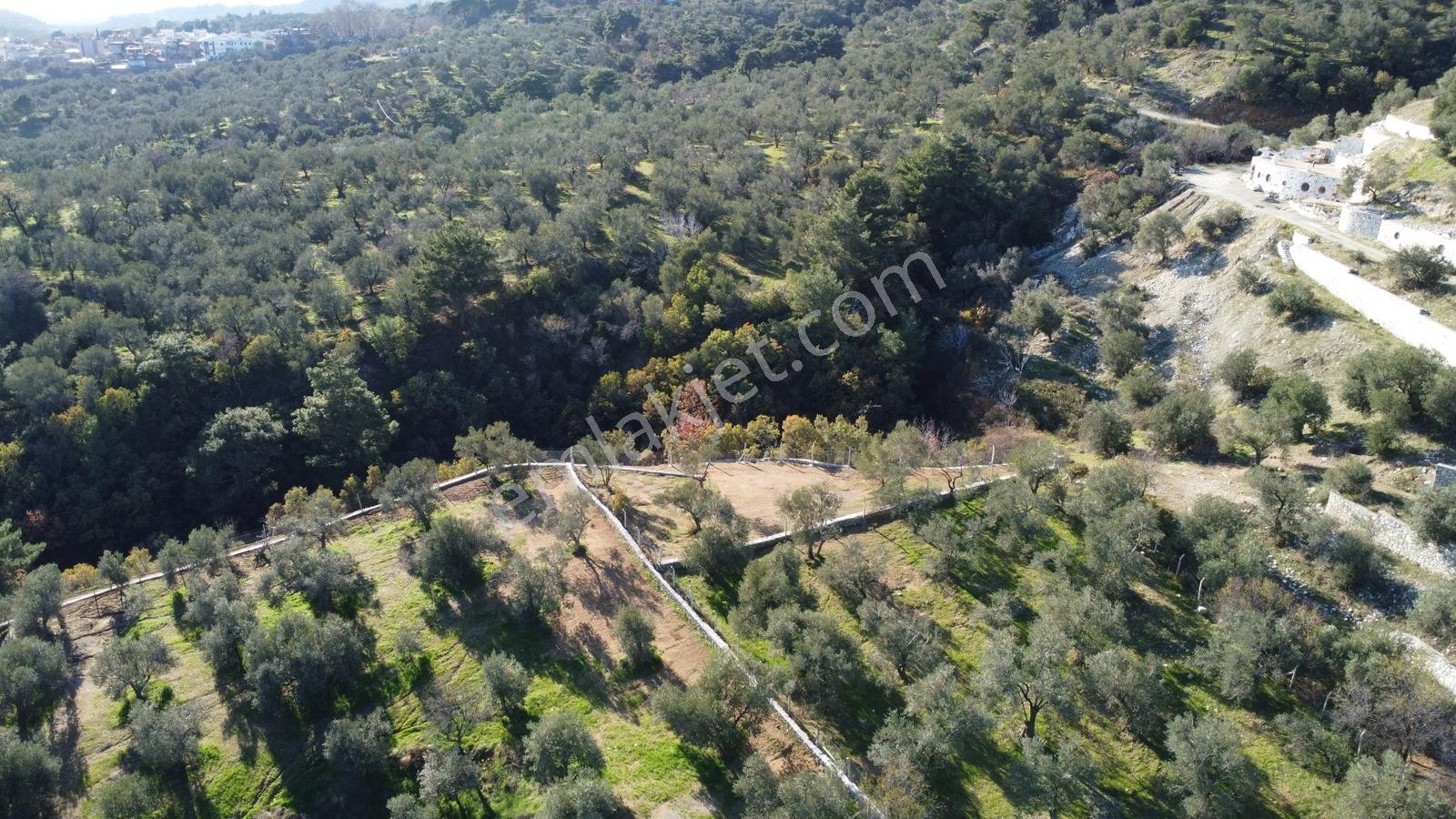 Kavuşturan Emlak'tan Güre Çamlıbel 'de Satılık 1098 M² Zeytinlik - Görsel 28
