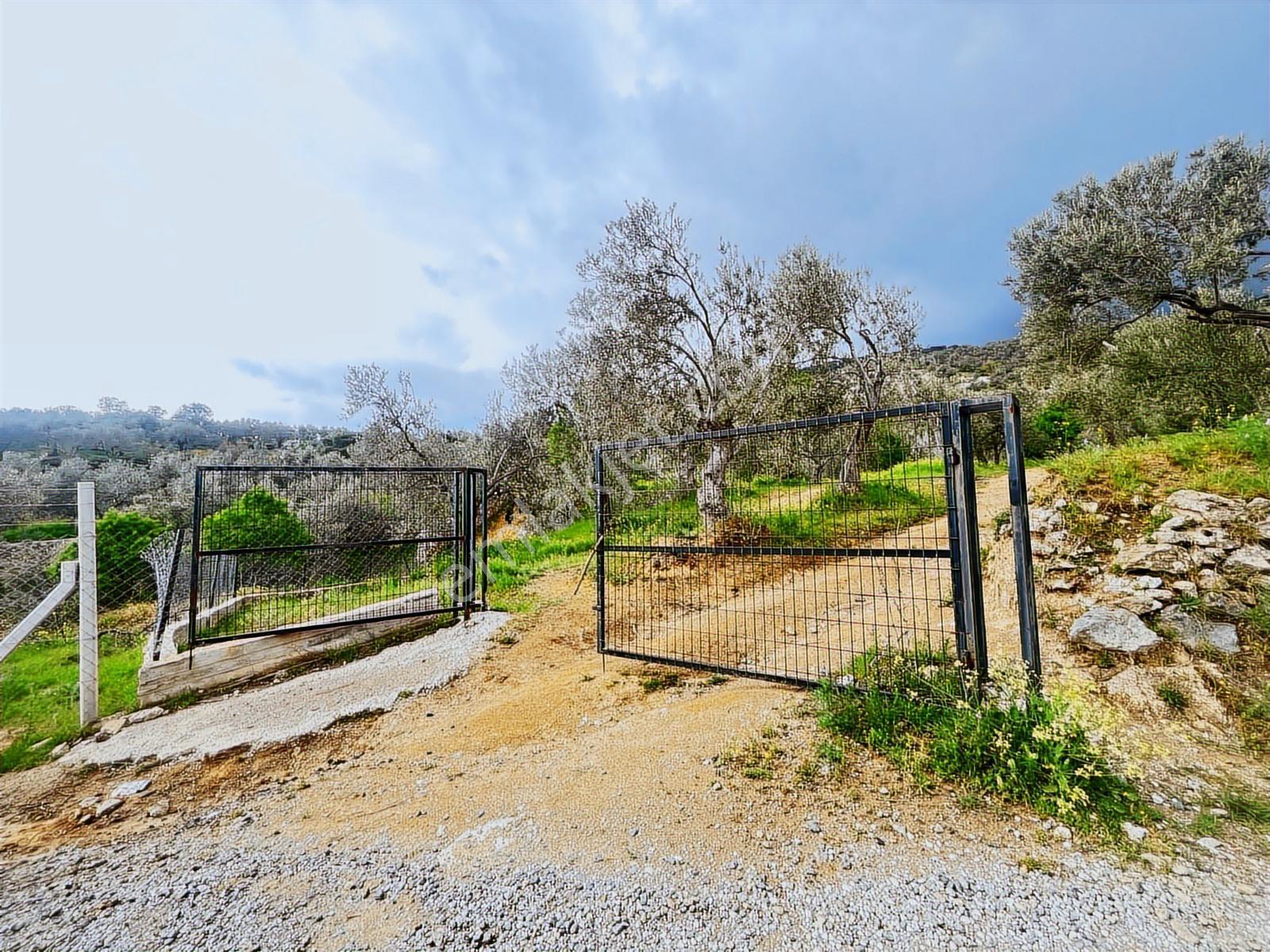 Kavuşturan Emlak'tan Güre Çamlıbel 'de Satılık 1098 M² Zeytinlik - Görsel 8