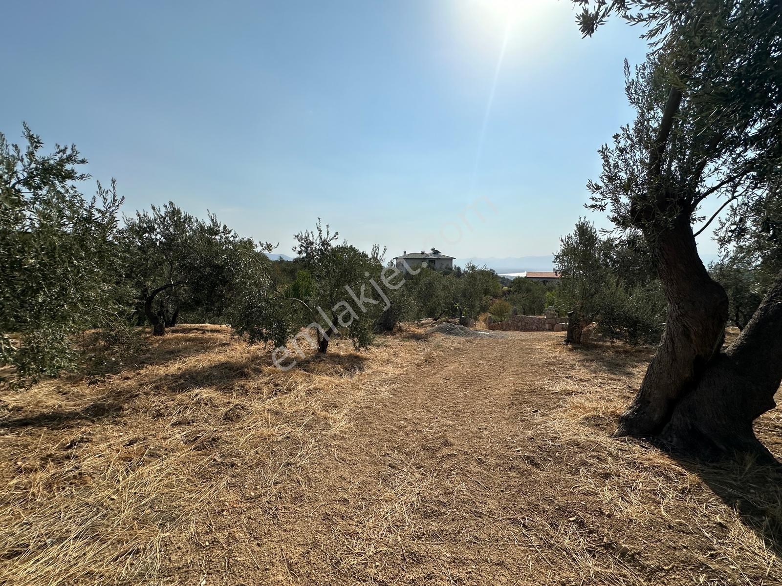 Kavuşturan Emlak'tan Güre Çamlıbel 'de Satılık 1098 M² Zeytinlik - Görsel 9