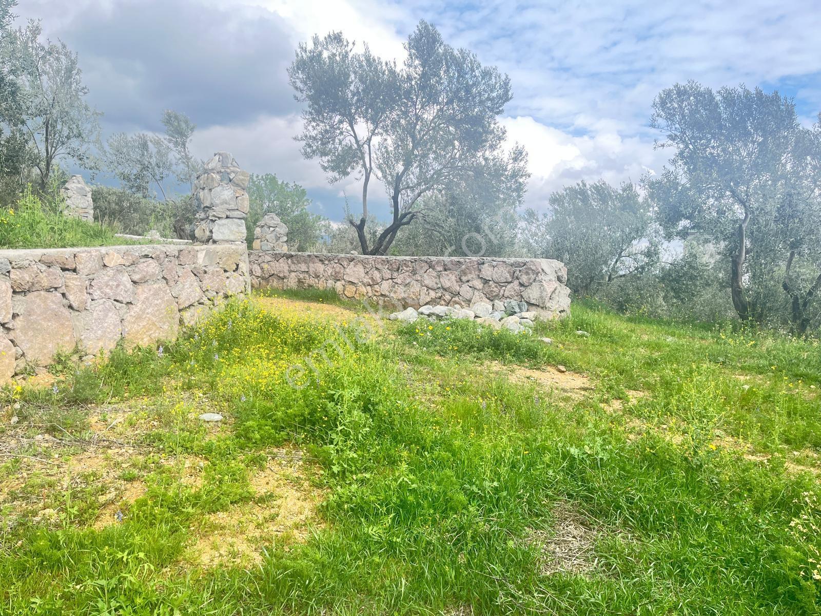 Kavuşturan Emlak'tan Güre Çamlıbel 'de Satılık 1098 M² Zeytinlik - Görsel 10