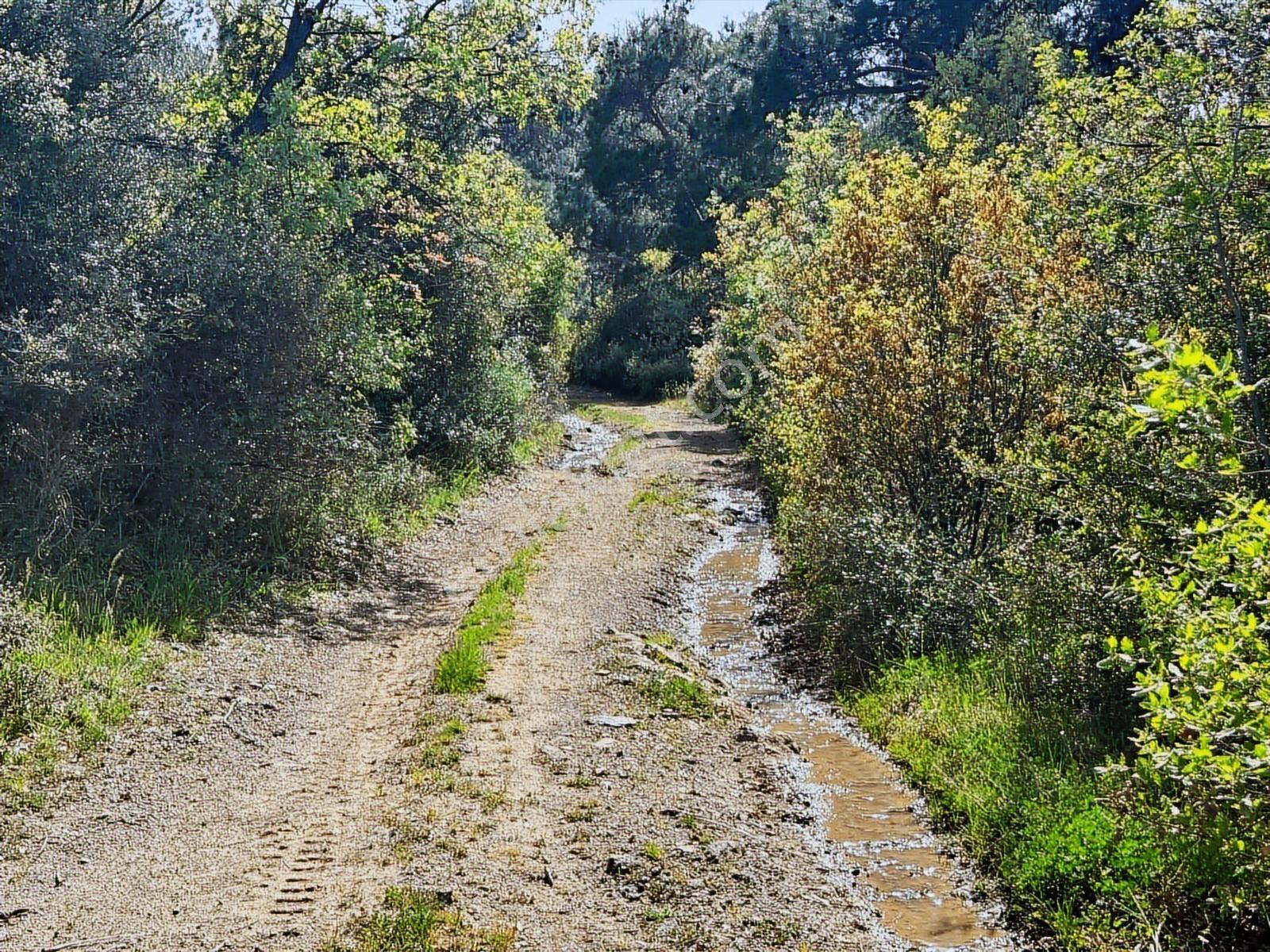 Kavuşturan Emlak'tan Havran Köylüce 17.485 M2 Satılık Zeytinlik - Görsel 31