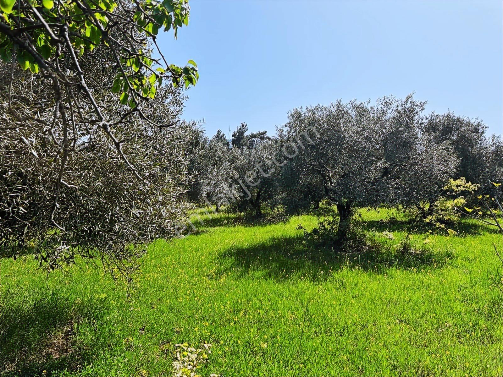 Kavuşturan Emlak'tan Havran Köylüce 17.485 M2 Satılık Zeytinlik - Görsel 12