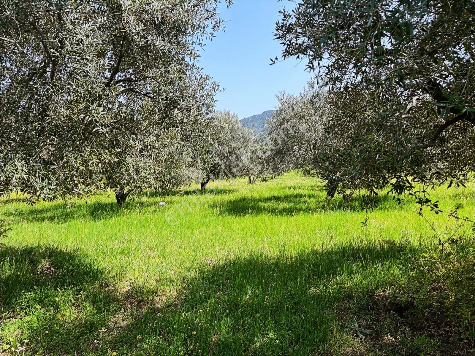 Kavuşturan Emlak'tan Havran Köylüce 17.485 M2 Satılık Zeytinlik - Görsel 35