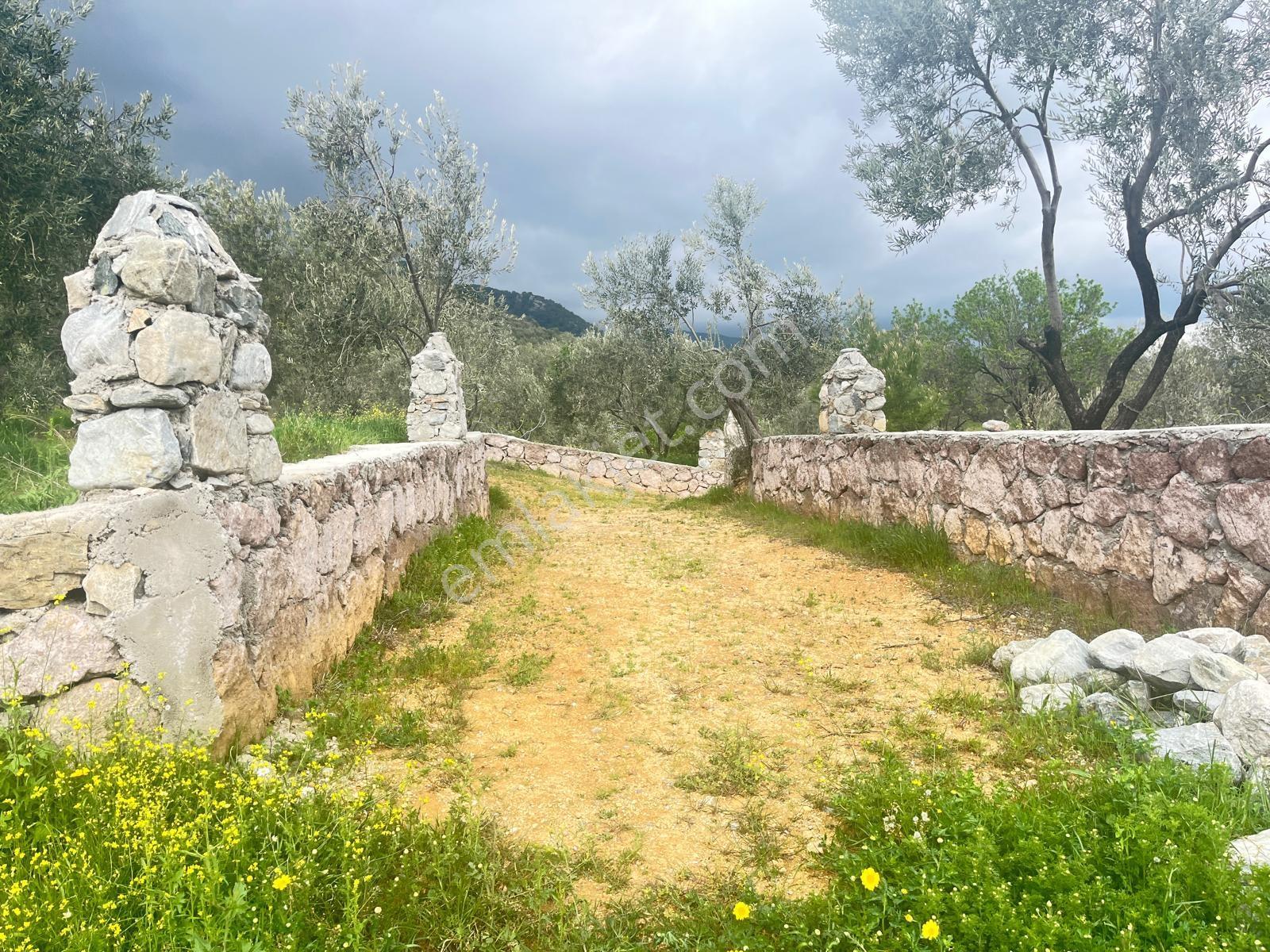 Kavuşturan Emlak'tan Güre Çamlıbel'de Deniz Manzaralı Zeytinlik - Görsel 6