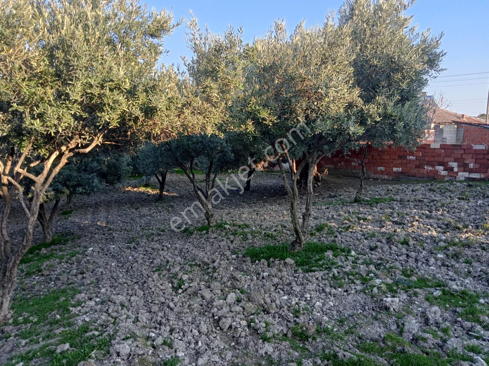 Uzun Emlak'tan Saruhanlı Çakmaklı'da İmarlı Arsa - Görsel 13